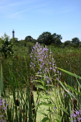 Blue Vervain (Verbena hastata)