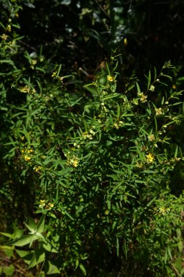 Seedbox (Ludwigia sp.)