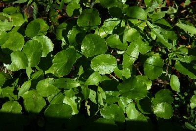 Whorled Marsh Pennywort (Hydrocotyle verticillata)