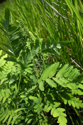 Royal Fern (Osmunda regalis)