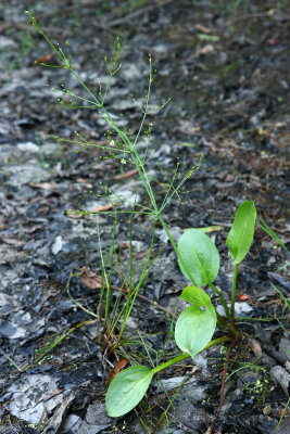 Small Water Plantain (Alisma subcordatum)