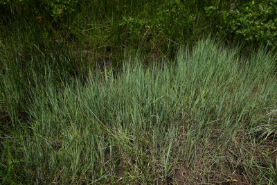 Muhlenbergia torreyana- Pine Barrens Smoke Grass