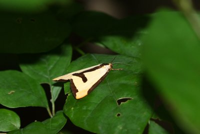 Clymene Moth (Clymene haploa)