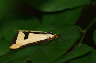 Clymene Moth (Clymene haploa)