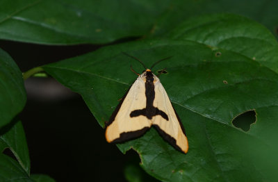 Clymene Moth (Clymene haploa)