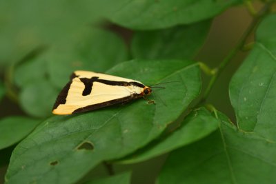 Clymene Moth (Clymene haploa)