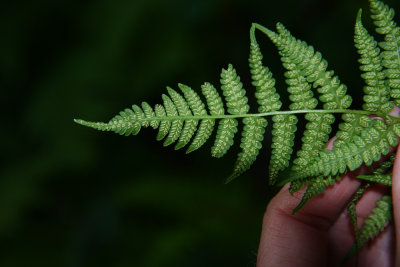 Silvery Glade Fern (Diplazium acrostichoides)