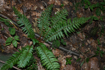 Braun's Holly Fern (Polystichum braunii)