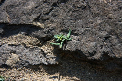 Smooth Cliffbrake (Pellaea glabella)
