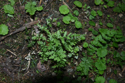 Fragile Fern (Cystopteris fragilis)