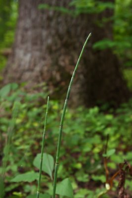 Scouring Rush (Equisetum hyemale)