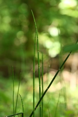 Scouring Rush (Equisetum hyemale)