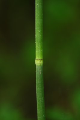 Scouring Rush (Equisetum hyemale)