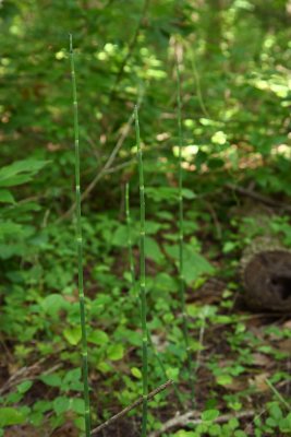 Scouring Rush (Equisetum hyemale)