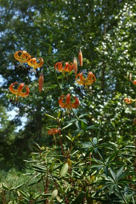 Turks Cap Lily (Lilium superbum)