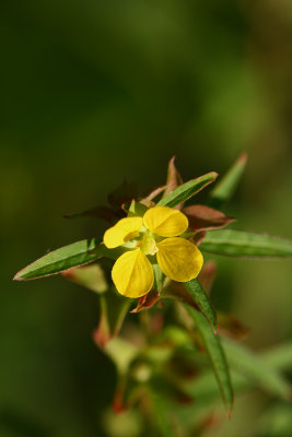 Seedbox (Ludwigia alternifolia)