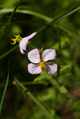 Maryland Meadow Beauty (Rhexia mariana)