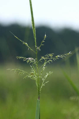 Wild Rice (Zizania aquatica)