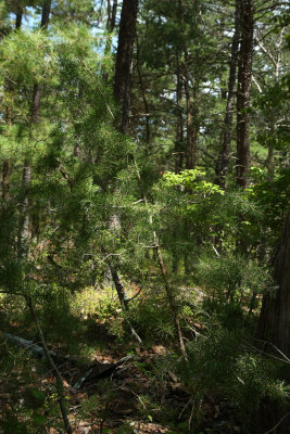 Virginia Pine (Pinus virginiana)