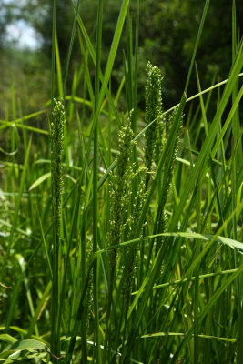 Atlantic Manna Grass (Glyceria obtusa)