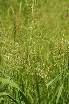 Wild Rice (Zizania aquatica)