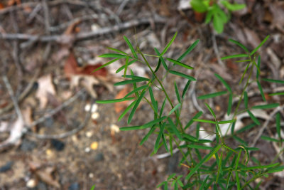 Desmodium strictum- (Pine Barrens Tick Trefoil)