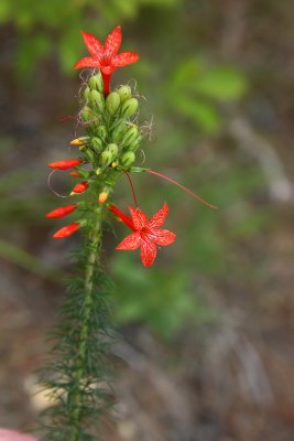 Scarlet Gilia/Standing Cypress (Ipomopsis rubra)