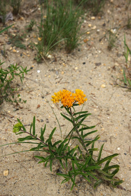 Butterfly Weed (Asclepias tuberosa)