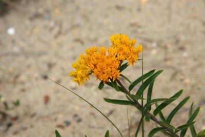 Butterfly Weed (Asclepias tuberosa)