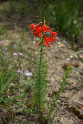 Scarlet Gilia/Standing Cypress (Ipomopsis rubra)