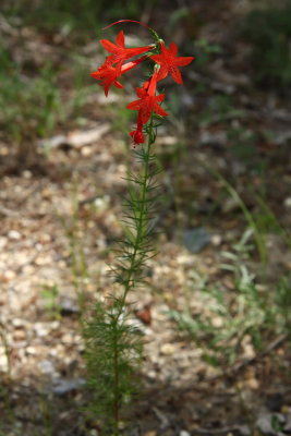 Scarlet Gilia/Standing Cypress (Ipomopsis rubra)