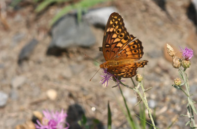 Variegated Fritillary on Knapweed