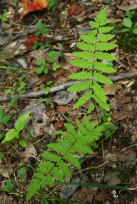 Marsh Fern (Thelypteris palustris)