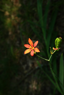 Blackberry Lily (Belamcanda chinensis)