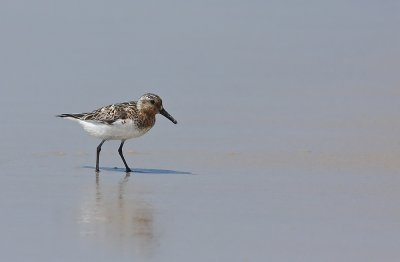 Sanderling
