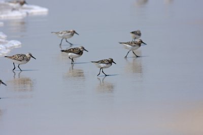 Sanderlings