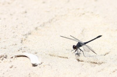 Seaside Dragonlet (male)