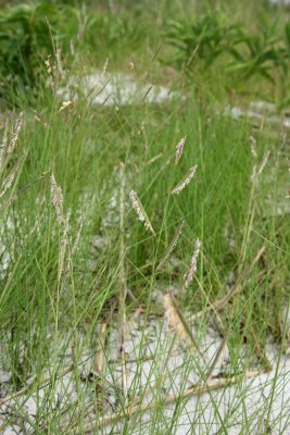 Spartina patens- Salt Meadow Grass (Salt Hay Grass)