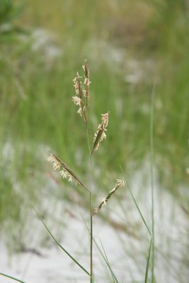 Spartina patens- Salt Meadow Grass (Salt Hay Grass)