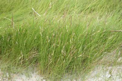Spartina patens- Salt Meadow Grass (Salt Hay Grass)