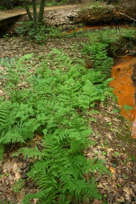 Lady Fern (Athyrium filix-femina forma rubellum)