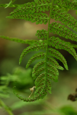 Lady Fern (Athyrium filix-femina)