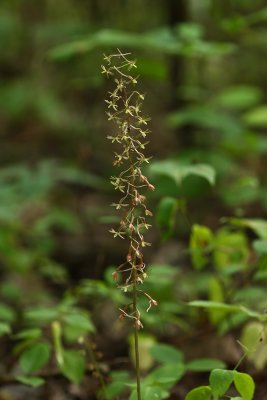 Cranefly Orchid (Tipularia discolor)