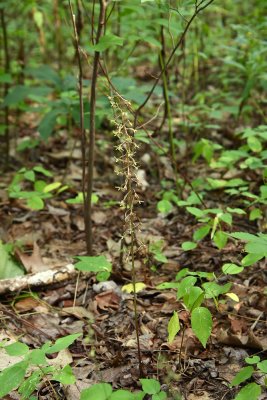 Cranefly Orchid (Tipularia discolor)