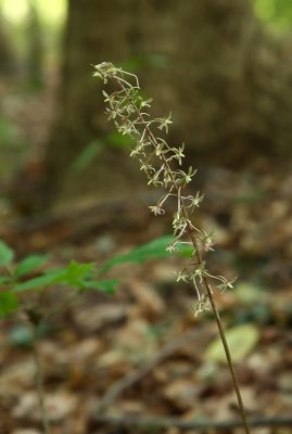 Cranefly Orchid (Tipularia discolor)