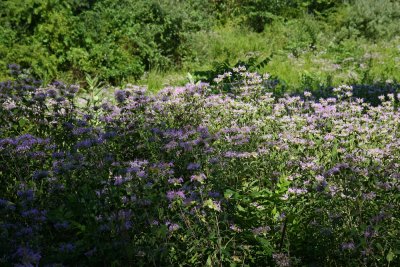 Wild Bergamot (Monarda fistulosa)