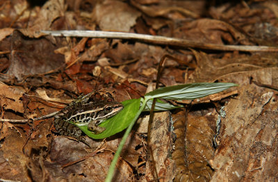 Pickerel Frog