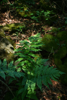 Goldie's Wood Fern (Dryopteris goldiana)