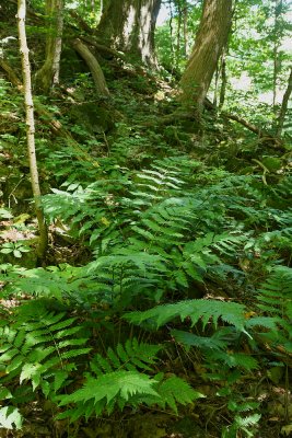 Goldie's Wood Fern (Dryopteris goldiana)