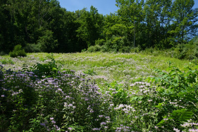 Wild Bergamot (Monarda fistulosa)